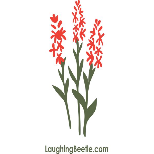 A Hummingbird’s Delight: Cardinal Flowers